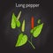 Ayurvedic plant Long pepper Piper longum , pippali.