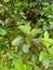 Ayurvedic Tulsi plant leaves Kerala garden