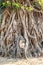 Ayutthaya Head of Buddha statue