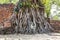 Ayutthaya Head of Buddha statue