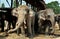 Ayutthaya, Thailand: Elephant Village Elephants