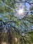 Az Desert Mesquite Tree  Weeping Branches Sunburst  Arched Bent  Sun Rays Amidst Tree Foliage Plants  Sky Scene Nature Photography