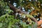 Azadirachta indica - A branch of neem tree leaves. Natural Medicine.Fresh green leaves on Neem tree Margosa /Azadirachta Indica ,