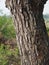 Azadirachta indica, Siamese neem tree, Nim , Margosa, Quinine Bark trunk tree rough surface texture background nature plant