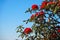 Azalea blooming on tree