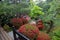 Azalea  blossom  and pond  in Japanese  Garden