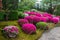 Azalea  blossom  and pond  in Japanese  Garden