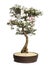 Azalea bonsai tree, Rhododendron, isolated