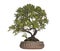 Azalea bonsai tree, Rhododendron, isolated