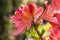 Azalea branch with bright, red pink  flowers. Blossoming rhododendron plant. Close-up