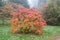 Azalea bush with autumn colours