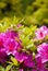 Azalea bush closeup
