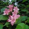 An Azalea bush flowering in an English spring garden.