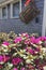 Azalea bushes in front of gray clapboard building with lobster trap and buoy
