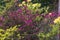 Azalea bushes planted in a corner of a garden in the shelter of