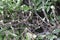 Azalea Caterpillar damage on a rhododendron bush