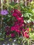 Azalea and Clematis flowers in bloom