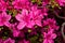 An azalea in close-up. Rhododendron