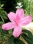 Azalea. Flower. Spring. Florida. Pink.