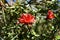 Azalea, flowering plant on high mountain, Thailand