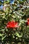 Azalea, flowering plant on high mountain, Thailand