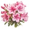 Azalea flowers