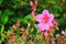 Azalea Flowers Bloom