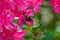 Azalea Flowers and a Honeybee
