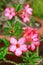 Azalea flowers impala lily or desert rose or mock azalea beautiful white & pink flower and green Adenium multiflorum leaf in the g