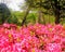 Azalea flowers landscape floral trees plants morning sunshine bright happy trees bushes flowers