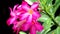 Azalea flowers or Pink star flowers
