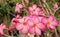 The azalea flowers in pots