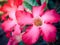 Azalea flowers, Selective focus and Close up