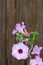Azalea flowers on wooden wall.