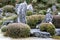 Azalea garden with stones and azalea topiary