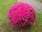 Azalea globe form pruned plant covered with bright pink flowers