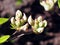 Azalea green, yellow and pink buds