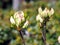 Azalea green, yellow and pink buds