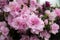 Azalea House bush Hybrid Rhododendron blooms in the garden in June. Close-up of pink flowers in spring