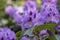 Azalea japonica blue jay purple white spotted bunch of flowers in bloom, beautiful flowering plant branches