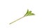 Azalea leaf