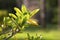 Azalea leaf, a sprig of an azalea bush, without flowers. Young light green foliage, early spring