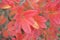 Azalea leaves in autumn