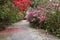 Azalea Lined Walkway South Carolina