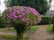 Azalea pruned plant with bright pink flowersAzalea pruned plant with bright pink flowers