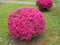 Azalea pruned plants covered with bright pink flowers