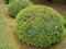 Azalea pruned plants covered with buds