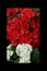 Azalea red,Petunias, Yellow daffodil,pansies, snapdragon and marigold, beautiful flower green grass background black white