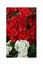 Azalea red,Petunias, Yellow daffodil,pansies, snapdragon and marigold, beautiful flower green grass background black white