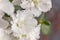 Azalea. Rhododendron. Blooming white azalea bush of a textured background